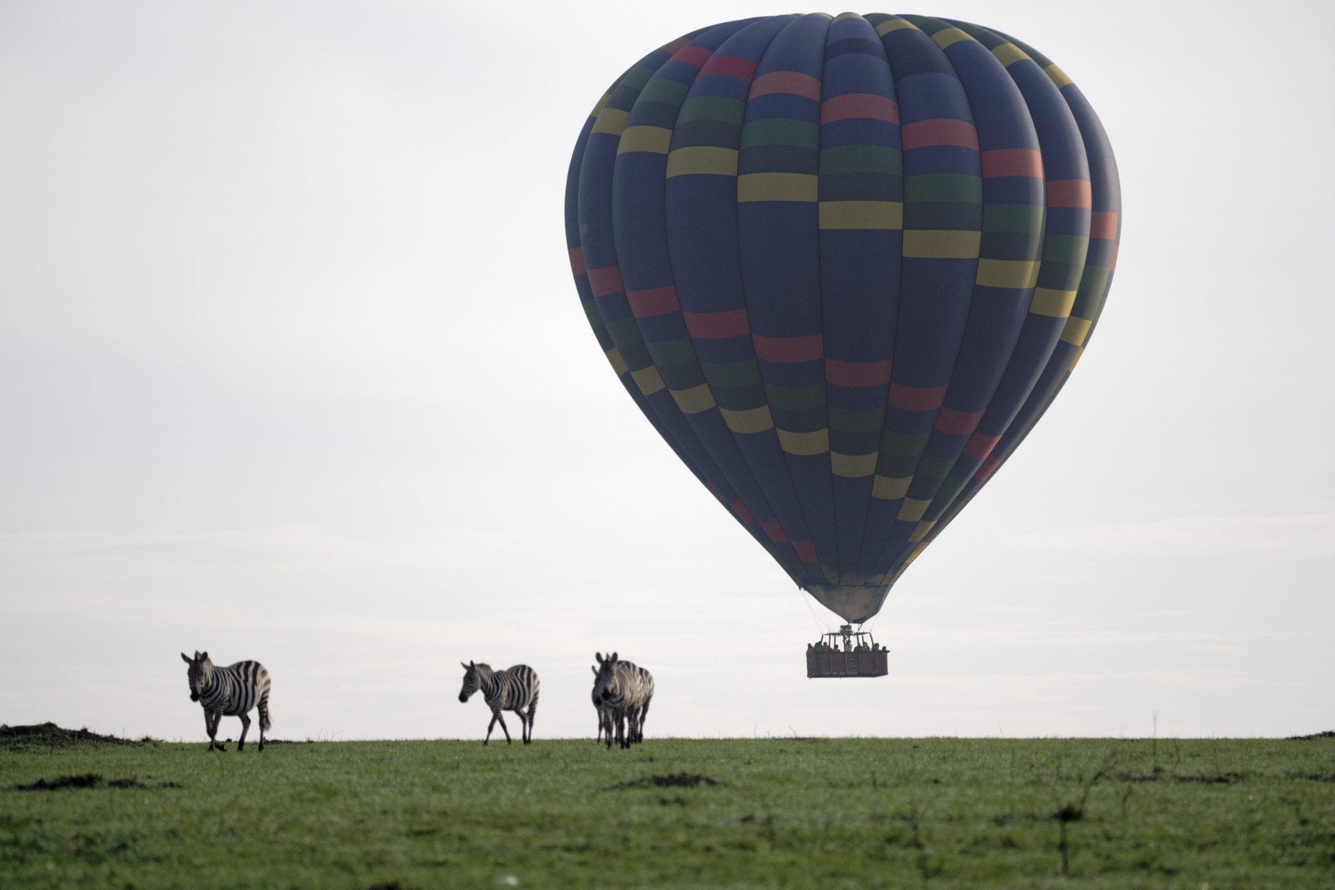 Tembo_on_the_field_008