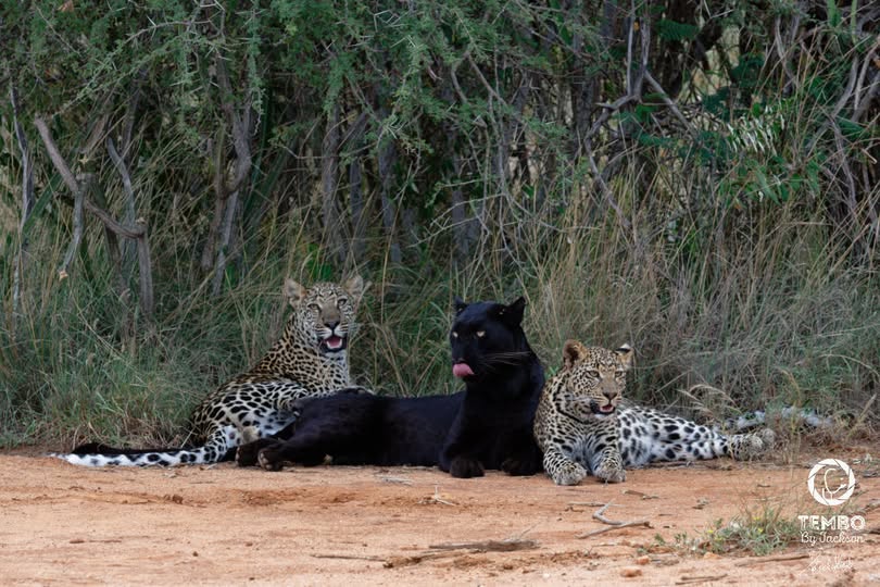 Photo context Location. Laikipia, Kenya Subjects. Nyota, Giza, Zawadi Guide. Jackson Naurori