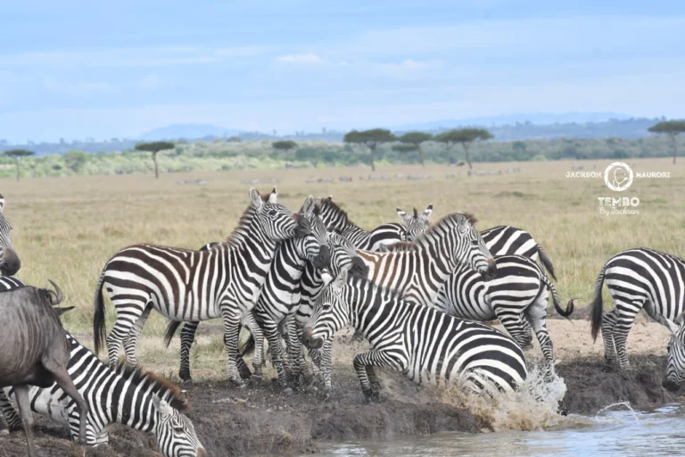 Instagram post from tembobyjackson. This post is in position 2.