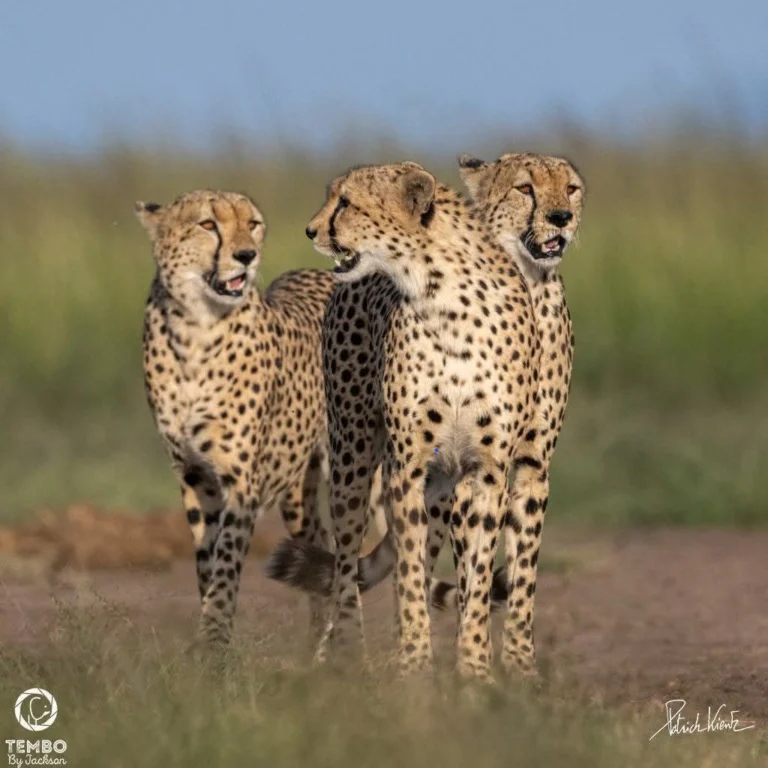 Instagram post from tembobyjackson. This post is in position 5.