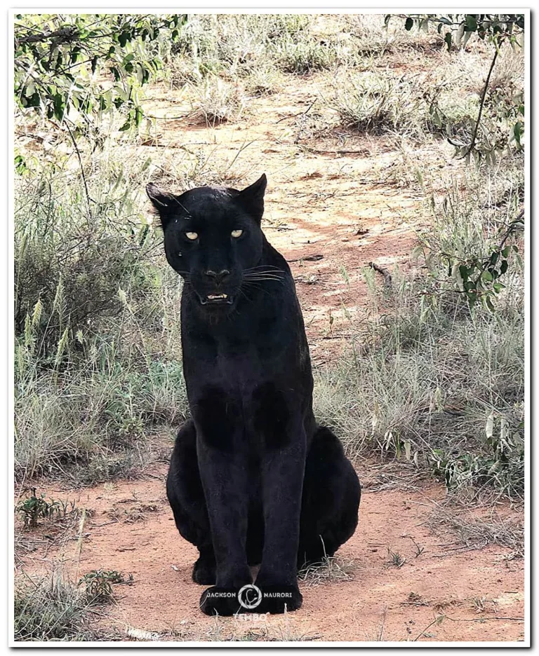 Instagram post from tembobyjackson. This post is in position 1.